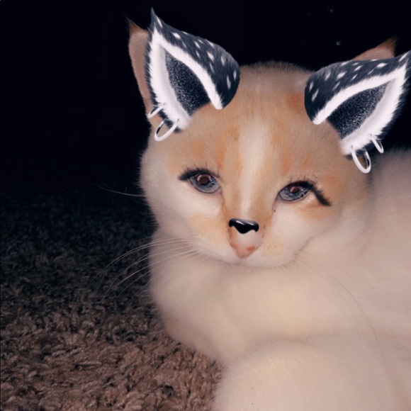 Meet your Posher, Maddy - Picture 5 of 8